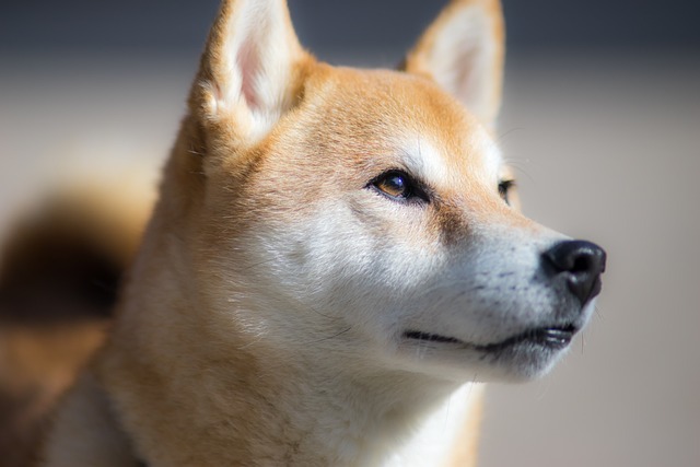  시바견