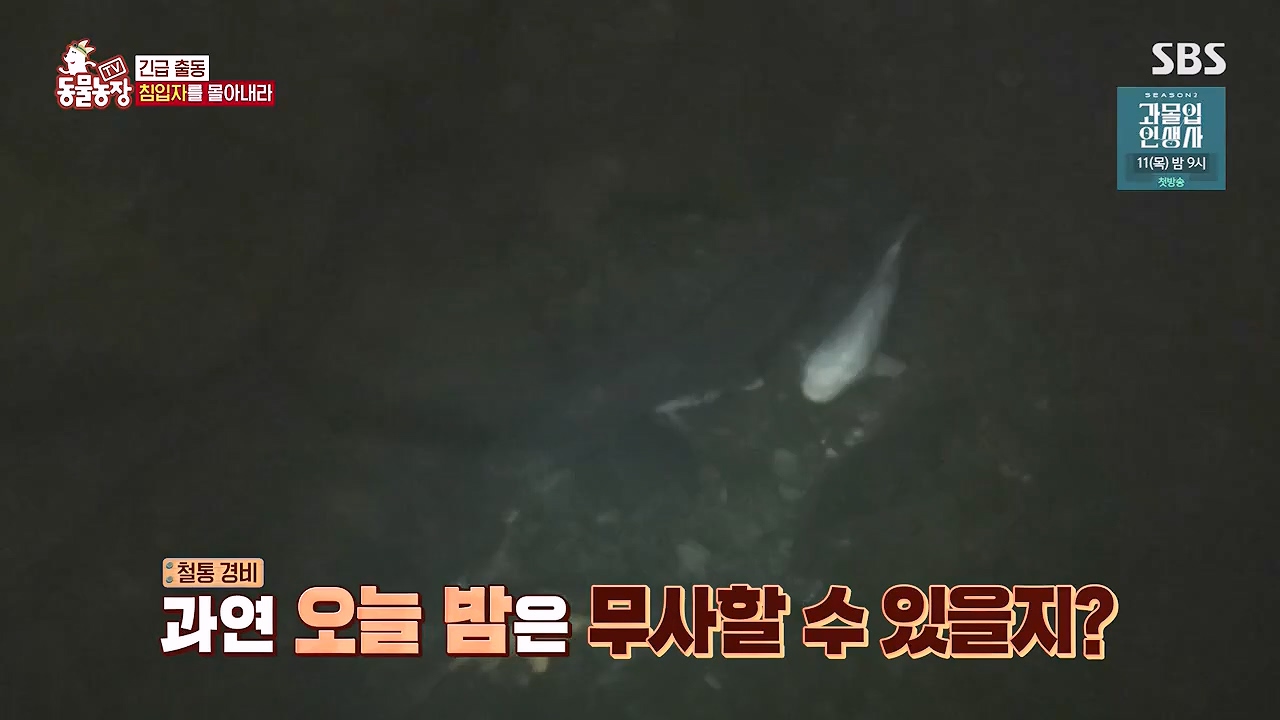 TV 동물농장.E1178.240630.ts_20240630_164648.145.jpg