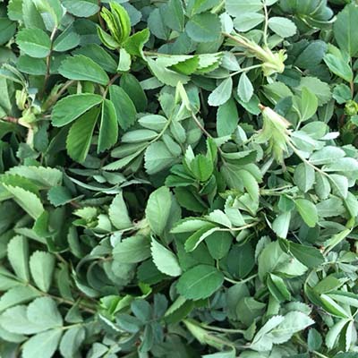 인삼-효능-먹는방법-부작용