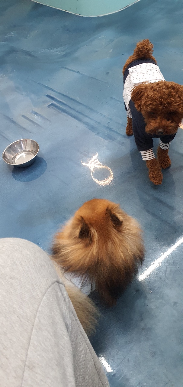 아이들과 항상 붙어있나요? 천안애견호텔 펫시터가 11