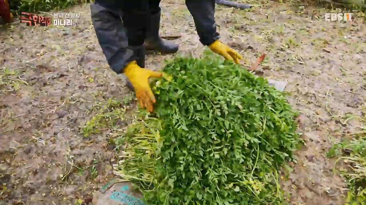 TV - 전 국민의 평생학교 EBS봄의 전령사! 새조개, 미나리, 주꾸미.mp4_20240316_171250.790.jpg
