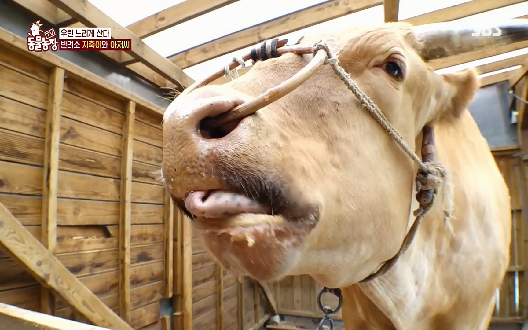 TV 동물농장.E1074.220619p.H264-F1RST.mp4_20220619_181415.434.jpg