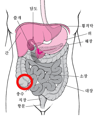 복부 장기