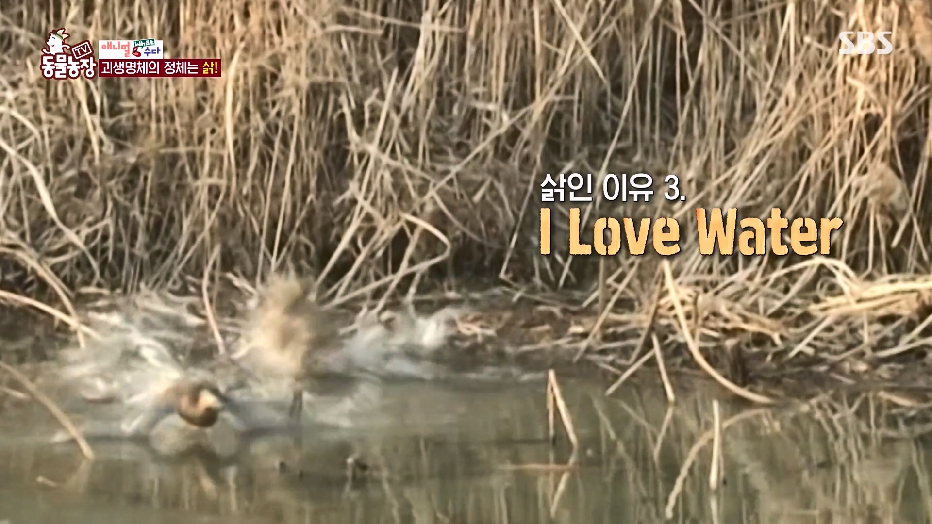 TV 동물농장.E1164.240324p-NEXT.mp4_20240324_170453.563.jpg