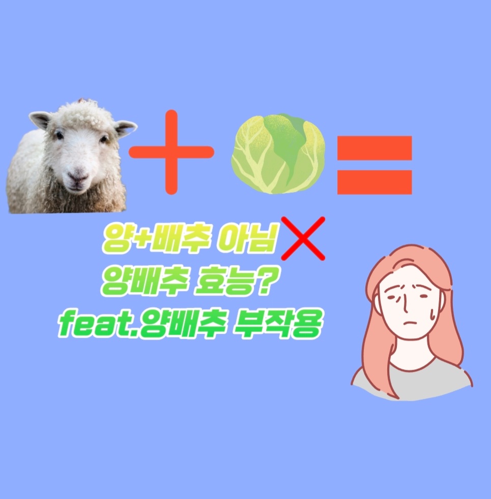  양배추의 효능?