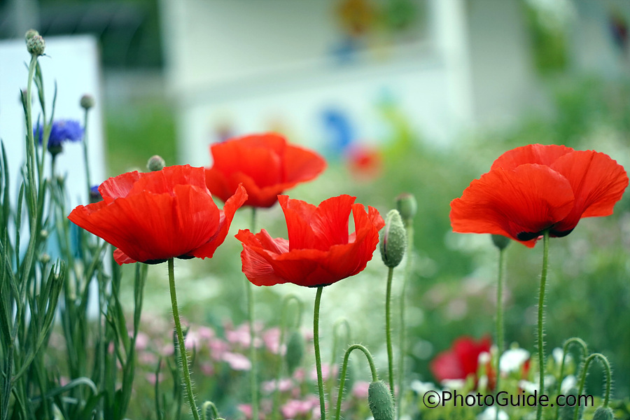 양귀비포토-양귀비꽃사진-PhotoGuide.com-포토가이드