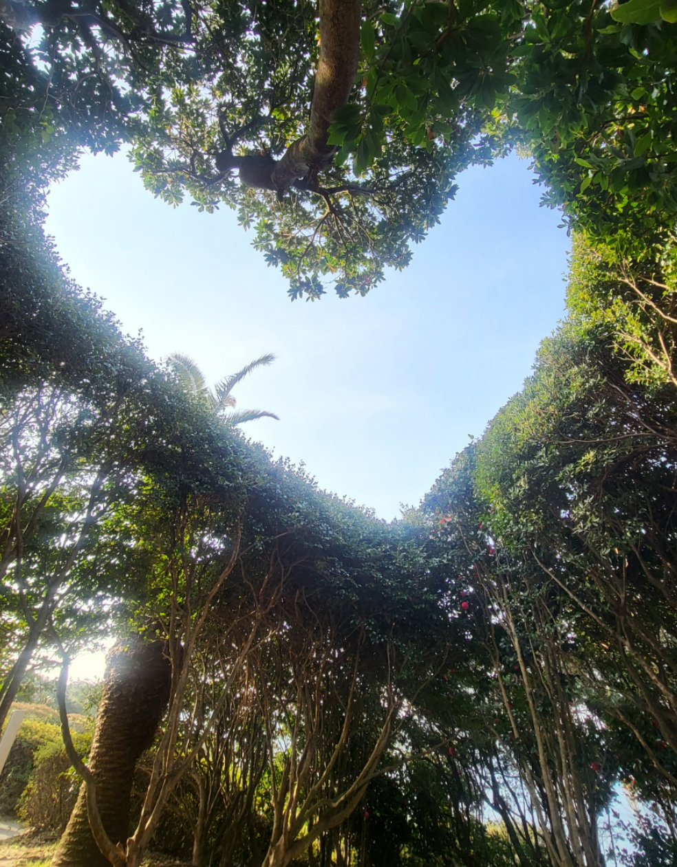 제주소노캄-하트나무