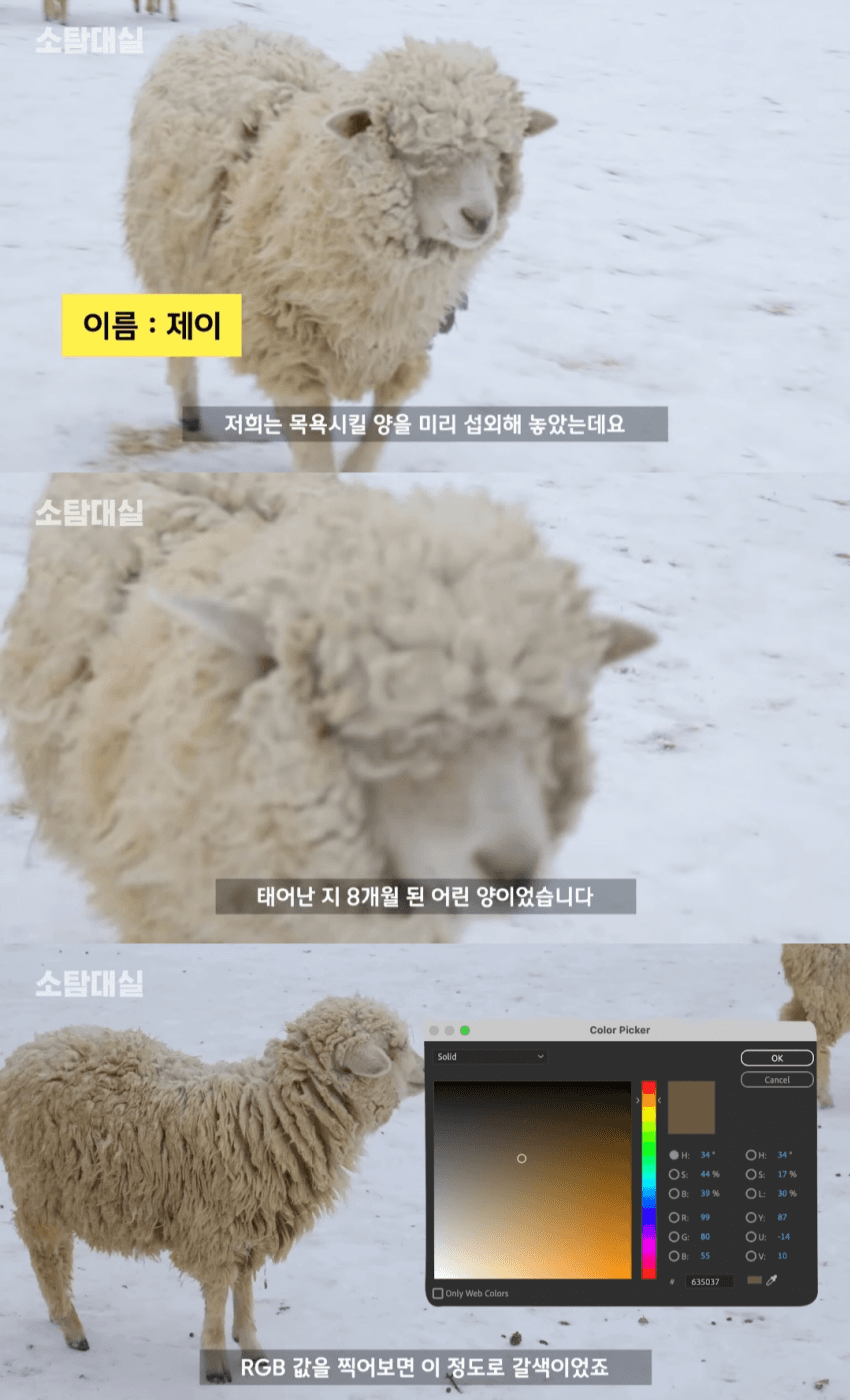 양떼 이미지