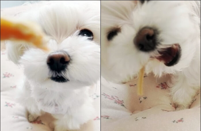 닭가슴살 육포 간식을 맛있게 먹고 있는 하얀 털의 말티즈 강아지