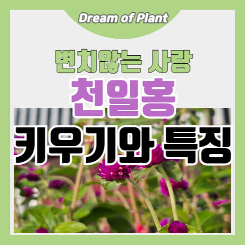 천일홍 키우기와 특징 썸네일 이미지
