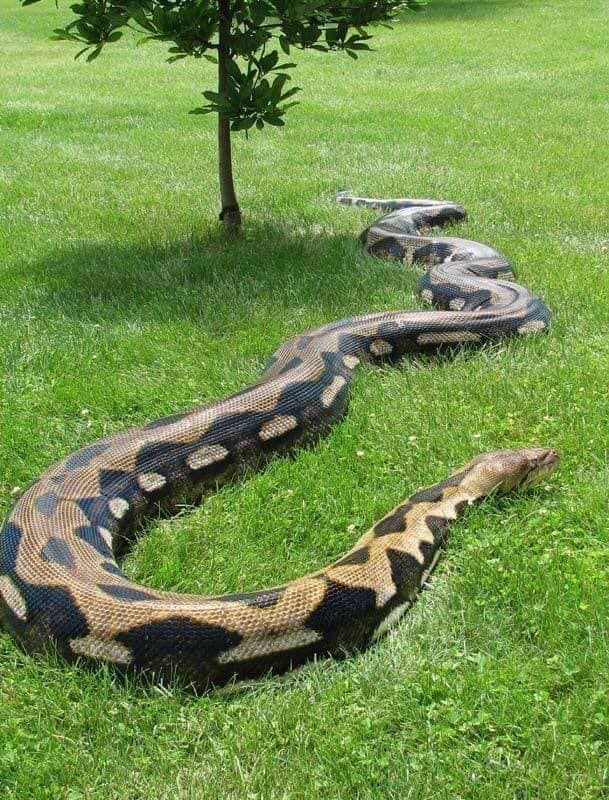 세상에서 가장 긴 뱀