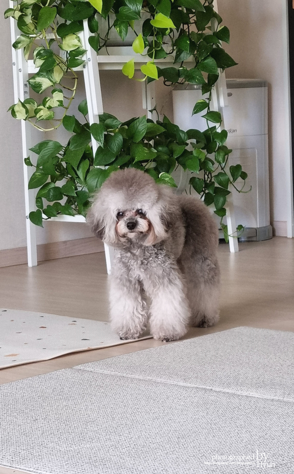 ::모델이 되어도 좋아! 실버푸들 마리 미용 2