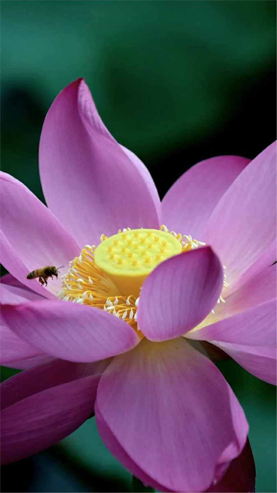 Lotus Flower iPhone Wallpaper