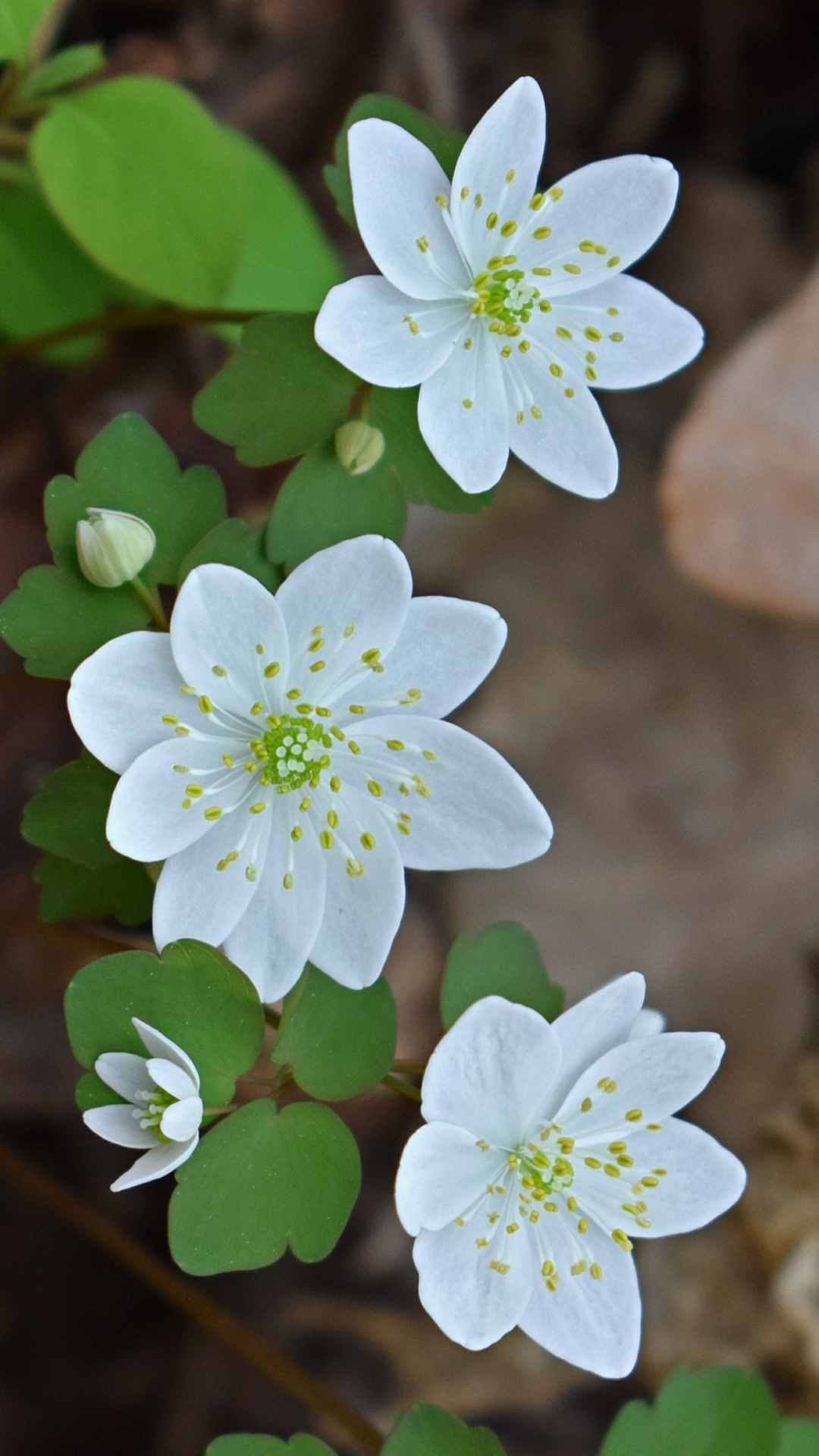 Anemone Flower iPhone Wallpaper