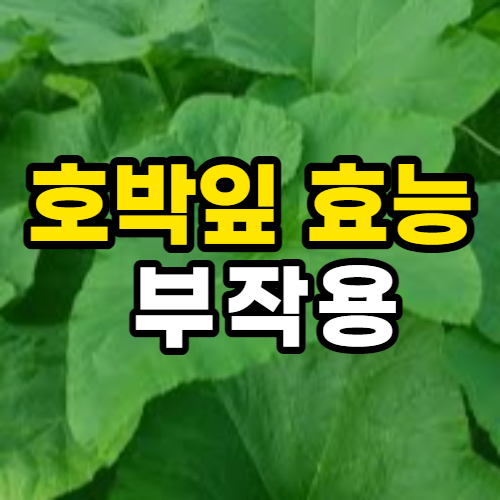  호박잎 효능 10가지 및 부작용