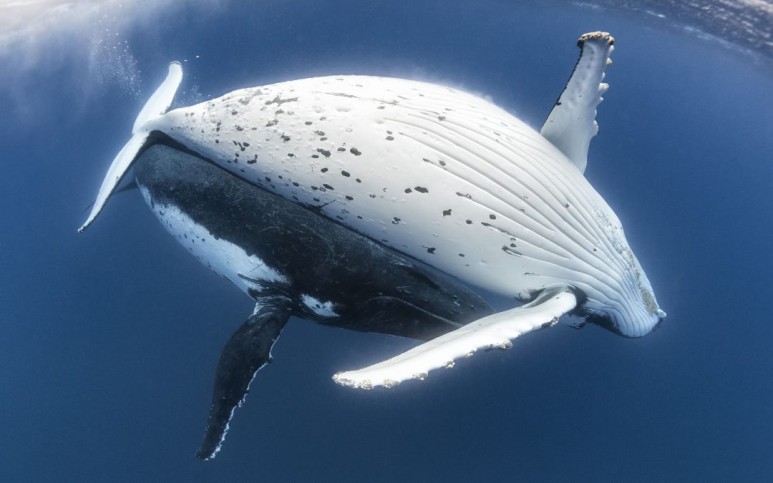 울음소리도 큰 고래 고래꿈 몸집도 크고 7