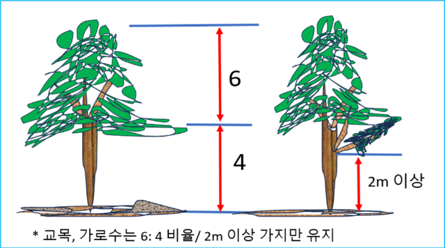 교목&#44; 가로수 지하고 수관 비율