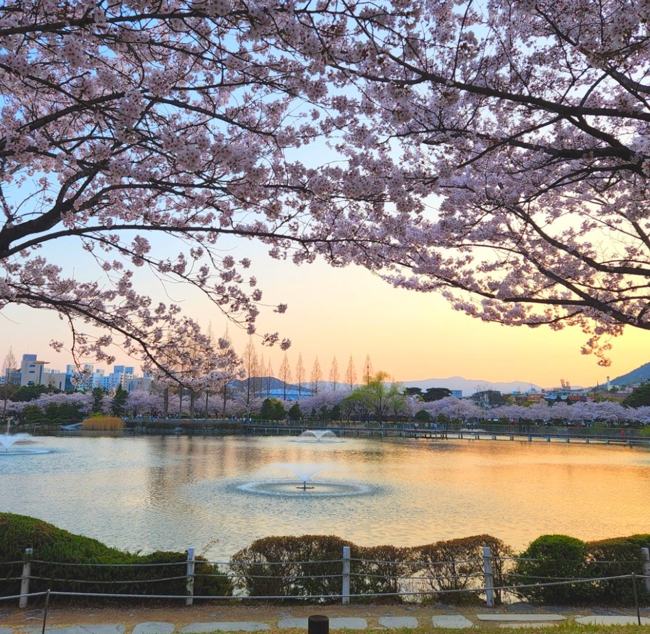 경상도 벚꽃 명소인 김해 연지공원 모습