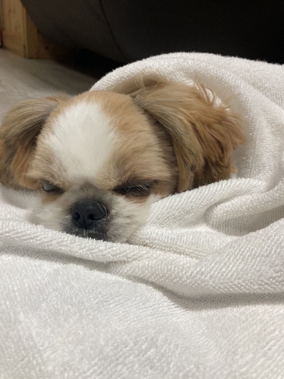 애견미용 여름맞이 애견미용 강아지 미용 천안 애견미용 [지켜주는 강아지] 천안역 9