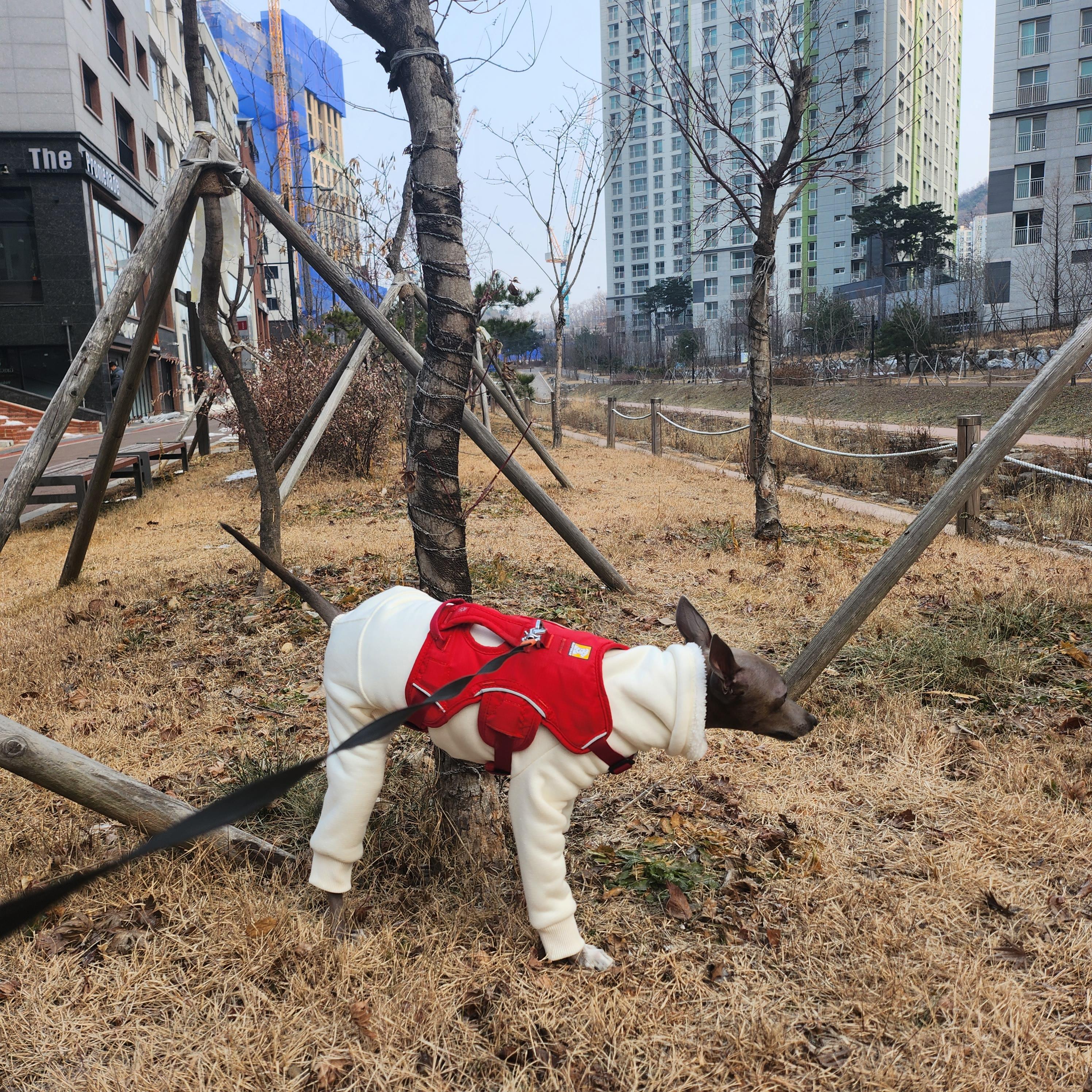  강아지와 고양이 배변교육, 배설과 마킹행동