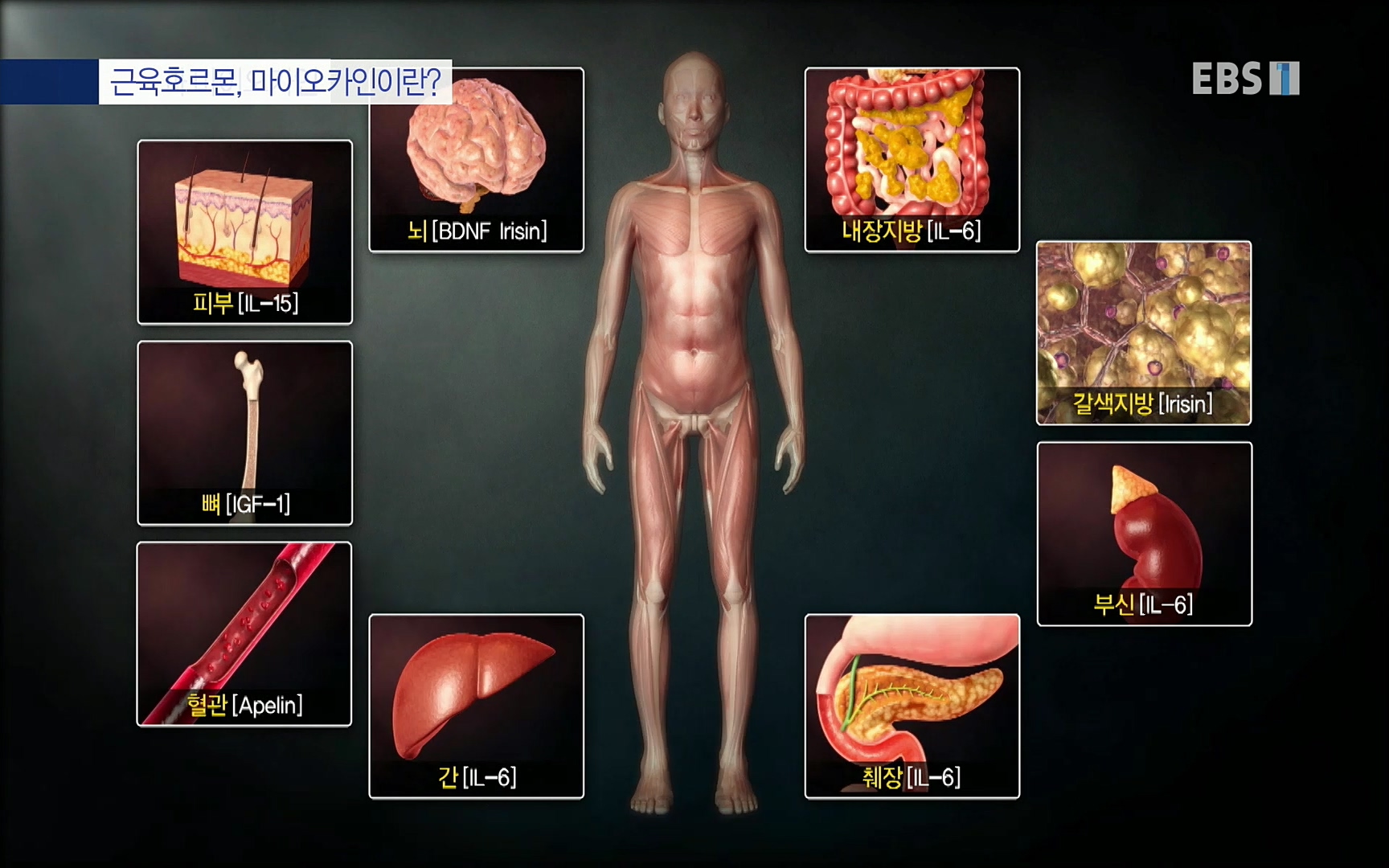 EBS 명의 헬스케어 - TV - 교육의 중심 EBS내 몸을 지배하는 7가지 호르몬 3부, 운동이 밥이다! .mp4_20220711_202505.728.jpg