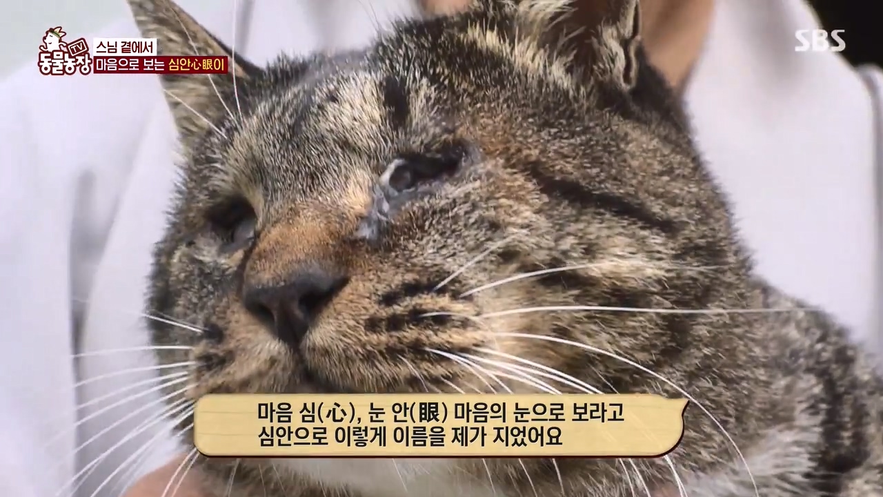 TV 동물농장.E1143.231030p-NEXT.mp4_20231029_161349.985.jpg