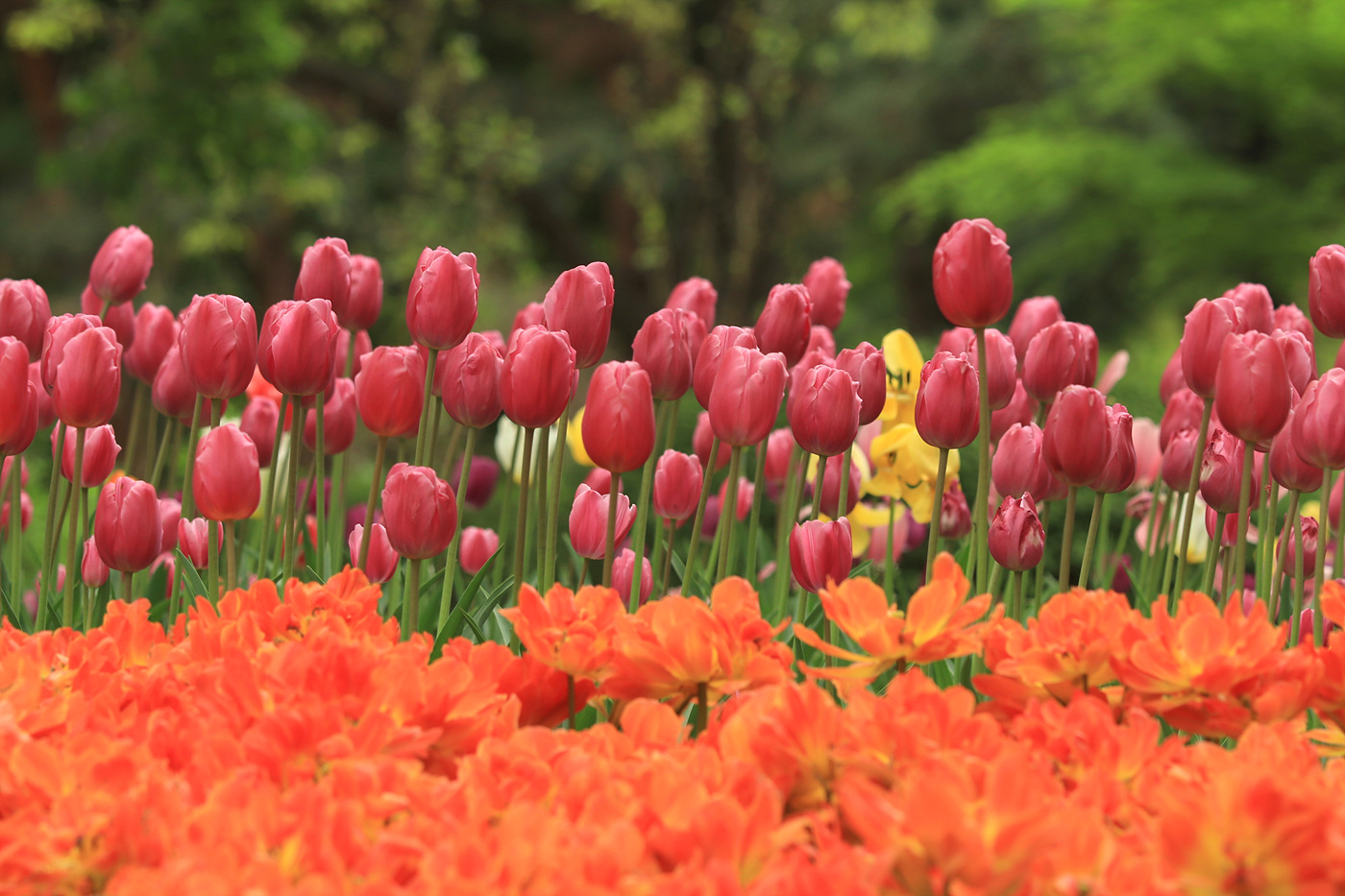 주말 서울숲 튤립 개화 현황… 14