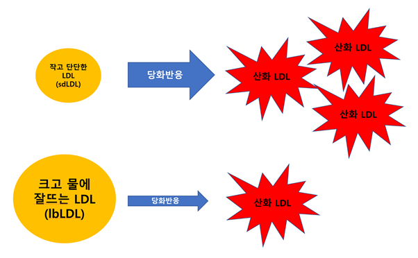 LDL 콜레스테롤 #나는몸몸이다 #닥터유내과 #유성수내과전문의 #신체유성수 [삼성역내과] 동맥경화의 주요 위험요인으로 여겨지는