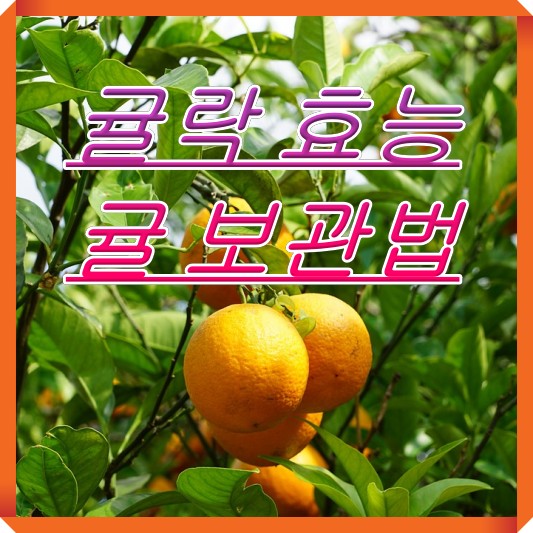 노란-귤-하얀-귤락-보관법