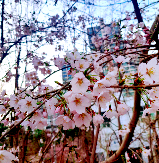 장안동 벚꽃