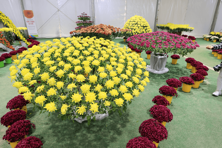천만송이 국화축제