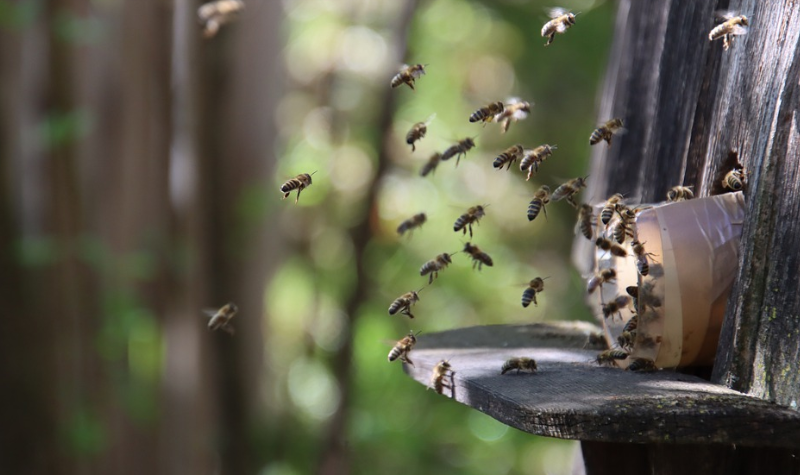 꿀벌들이 모여서 꿀통으로 들어간다