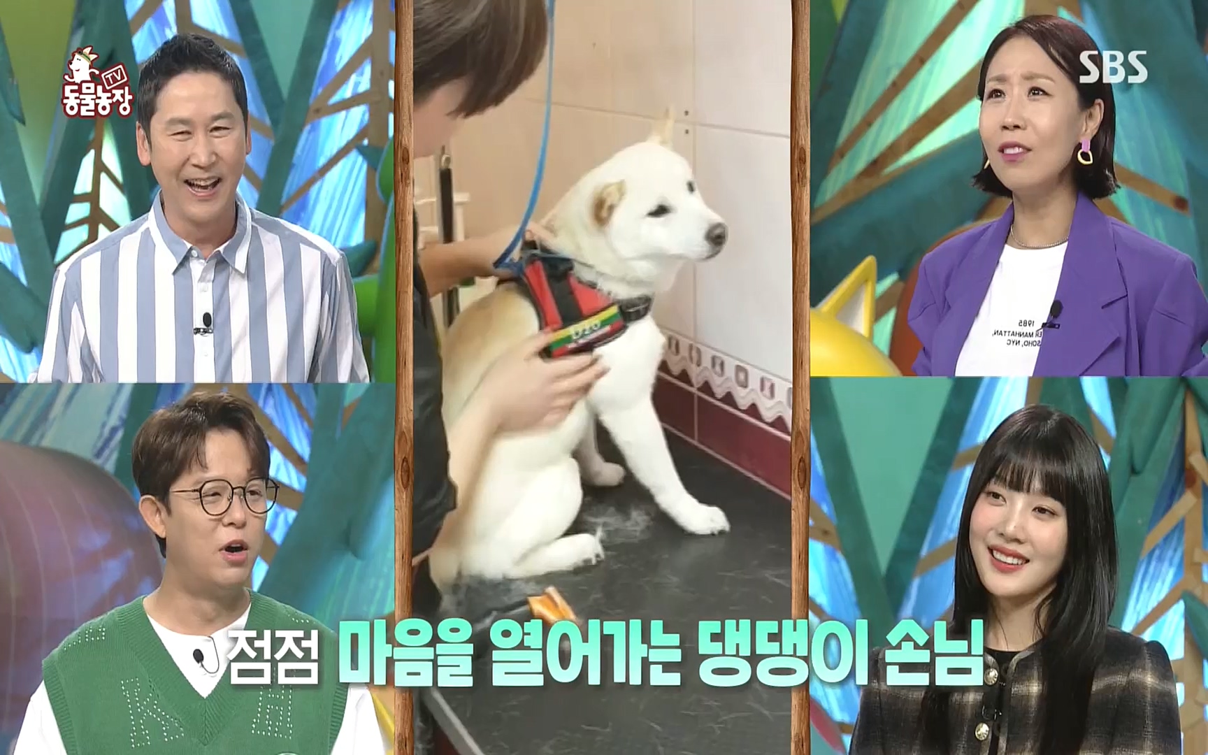 TV 동물농장.E1089.221002p.H264-F1RST.mp4_20221002_181921.607.jpg