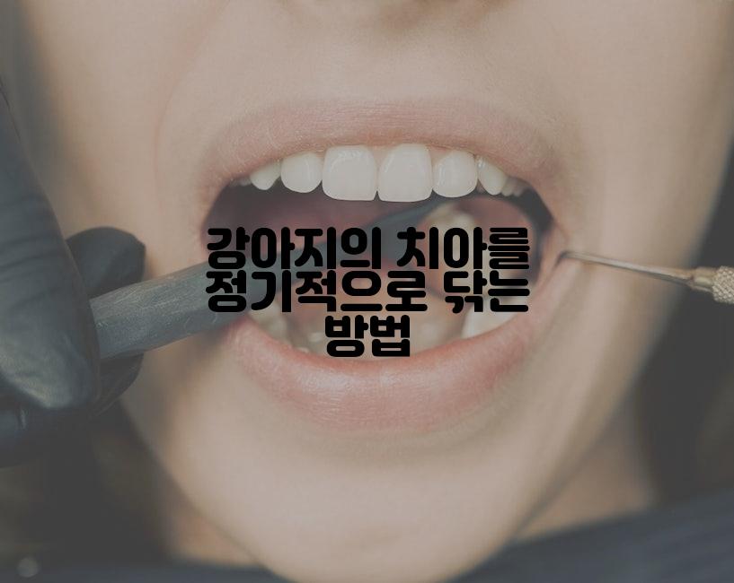 강아지의 치아를 정기적으로 닦는 방법