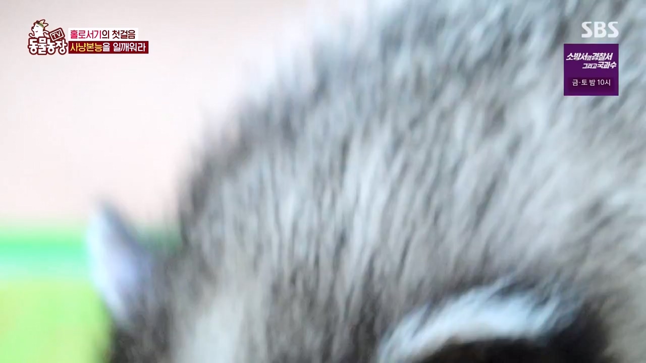 TV 동물농장.E1132.230807p-NEXT.mp4_20230806_164228.902.jpg