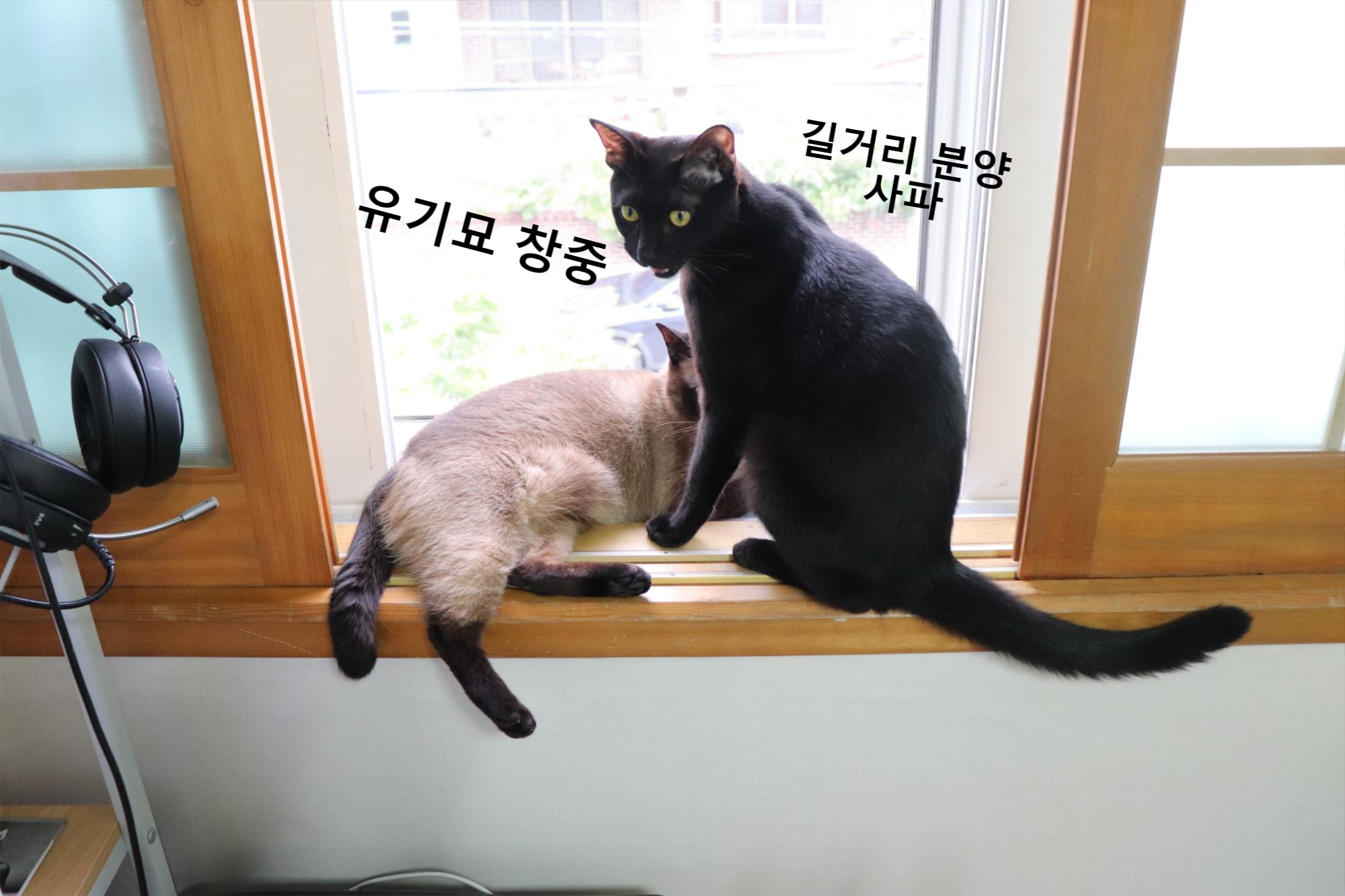  고양이는 어떻게 키울 수 있는 건가요? 고양이 분양? 고양이 간택? 고양이 만남