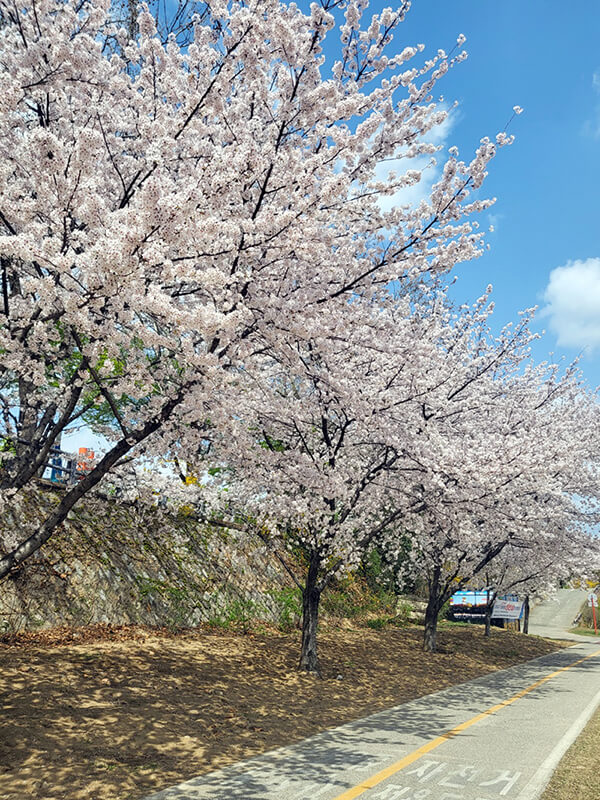 대구 수셩교 길 옆에 피어있는 벚꽃나무들
