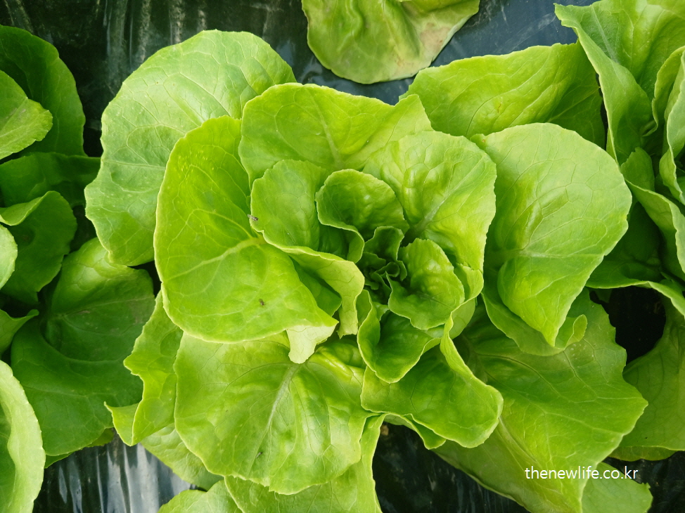 Butterhead lettuce with soft, round leaves grown in Korea-드럽고 둥글게 말린 잎이 특징인 국내산 버터헤드 상추