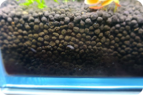  Z-1 aquarium bio protector 플라나리아 퇴치기3