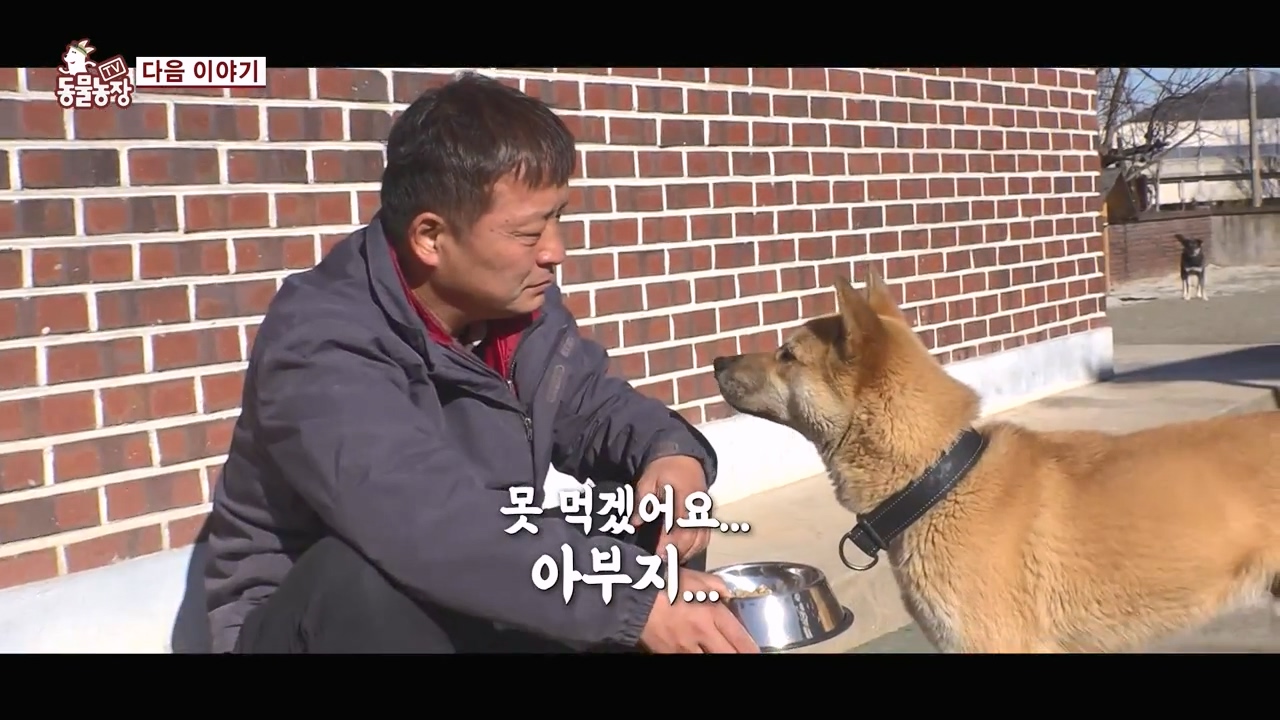 TV 동물농장.E1156.240129p-NEXT.mp4_20240128_191747.616.jpg