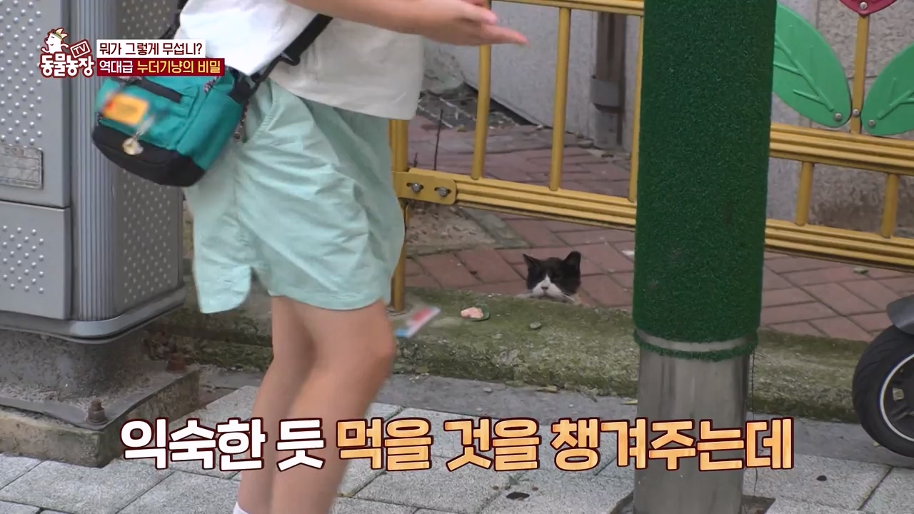 TV 동물농장.E1143.231030p-NEXT.mp4_20231029_164141.868.jpg