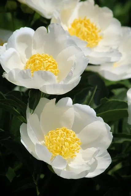 모란 꽃 특성 해설_2