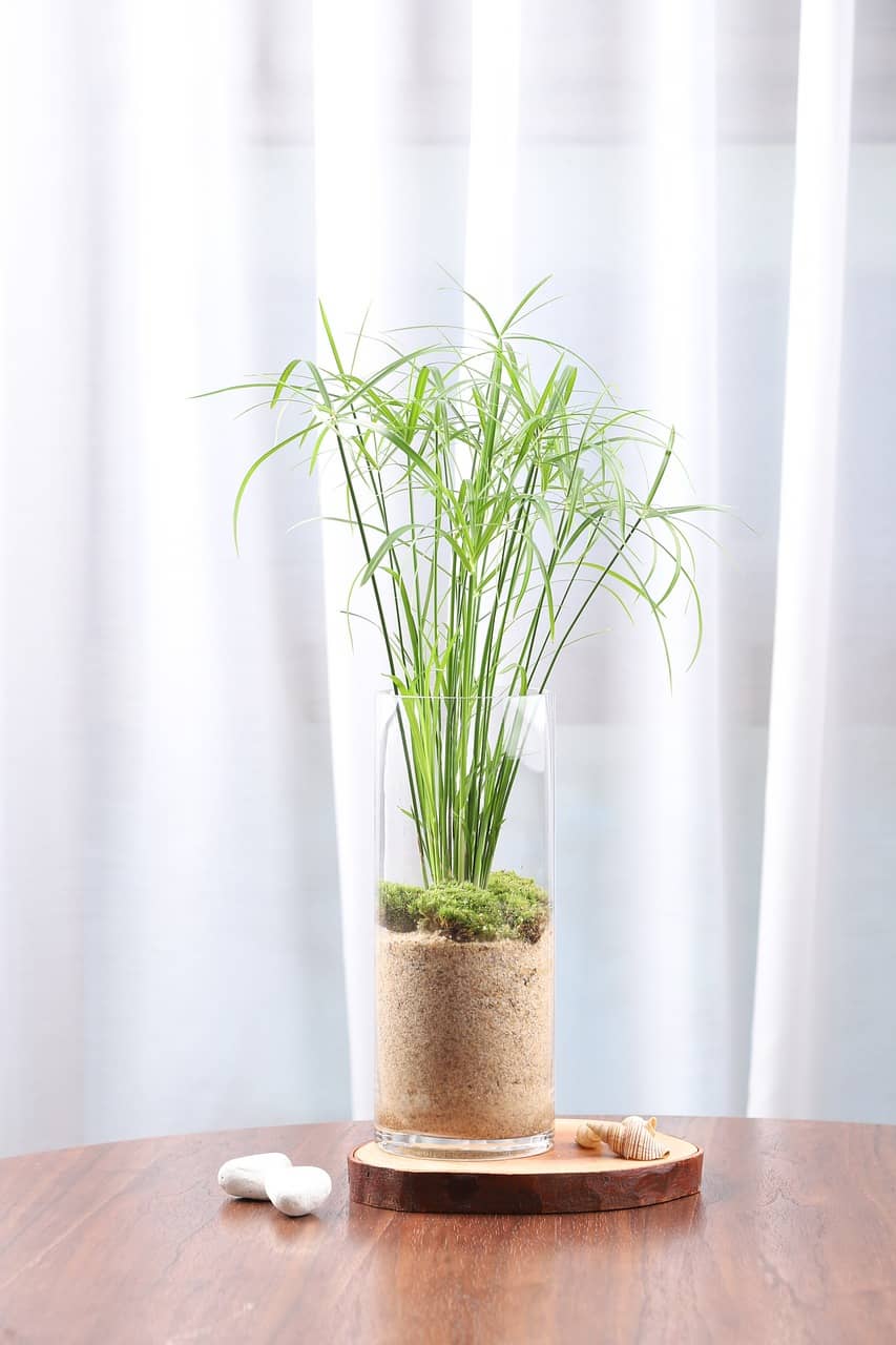 초보자를 위한 수경재배 – 흙 없이 실내 식물 키우는 법 - Indoor Plant Selection Tips for Beginners