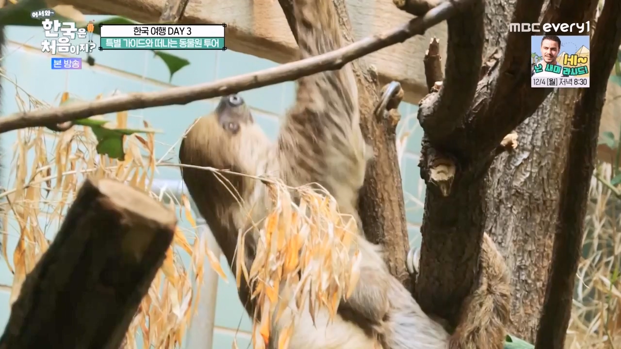 어서와 한국은 처음이지 시즌2.E291.231131p-NEXT.mp4_20231201_202422.835.jpg