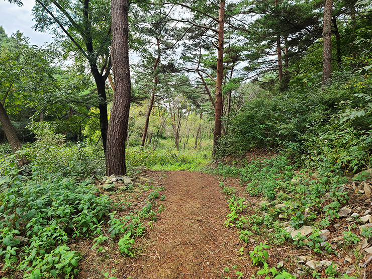 충남 걷기 좋은 숲길 국내여행 걷기 좋은 길, 충남 걷기 좋은 숲길 국내여행 걷기 좋은 길,