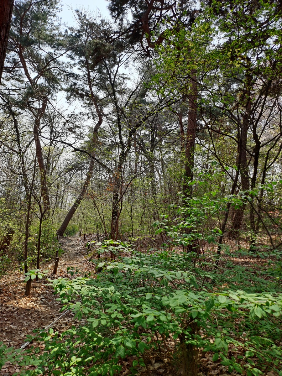 산책하기좋은-숲길