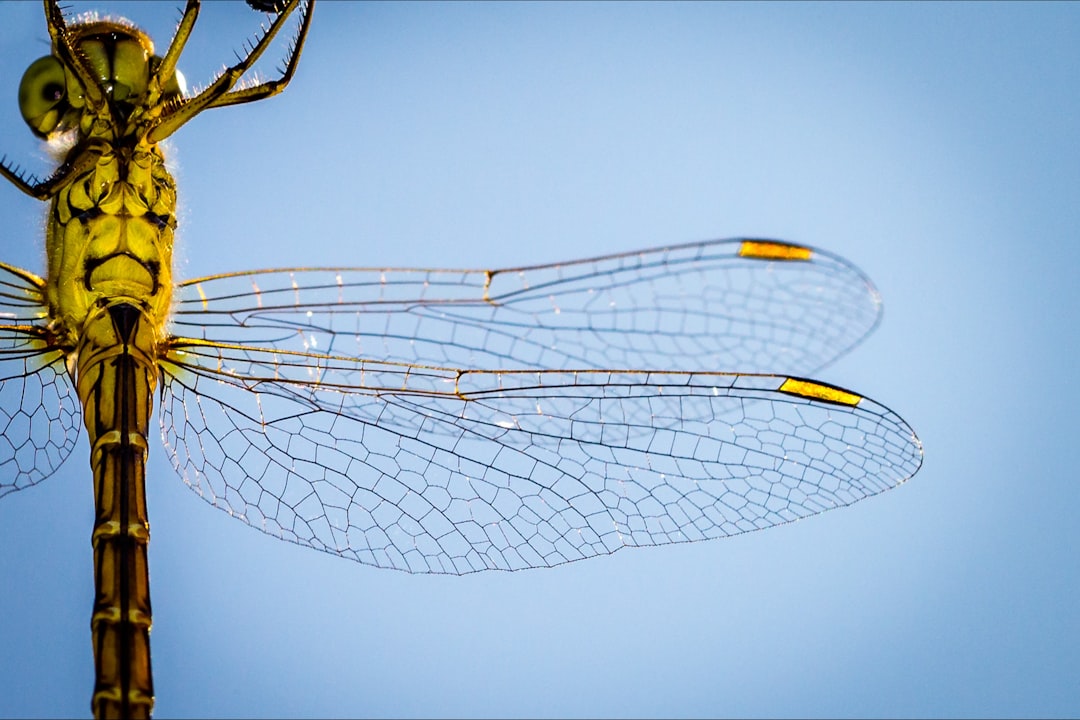 Dragonfly