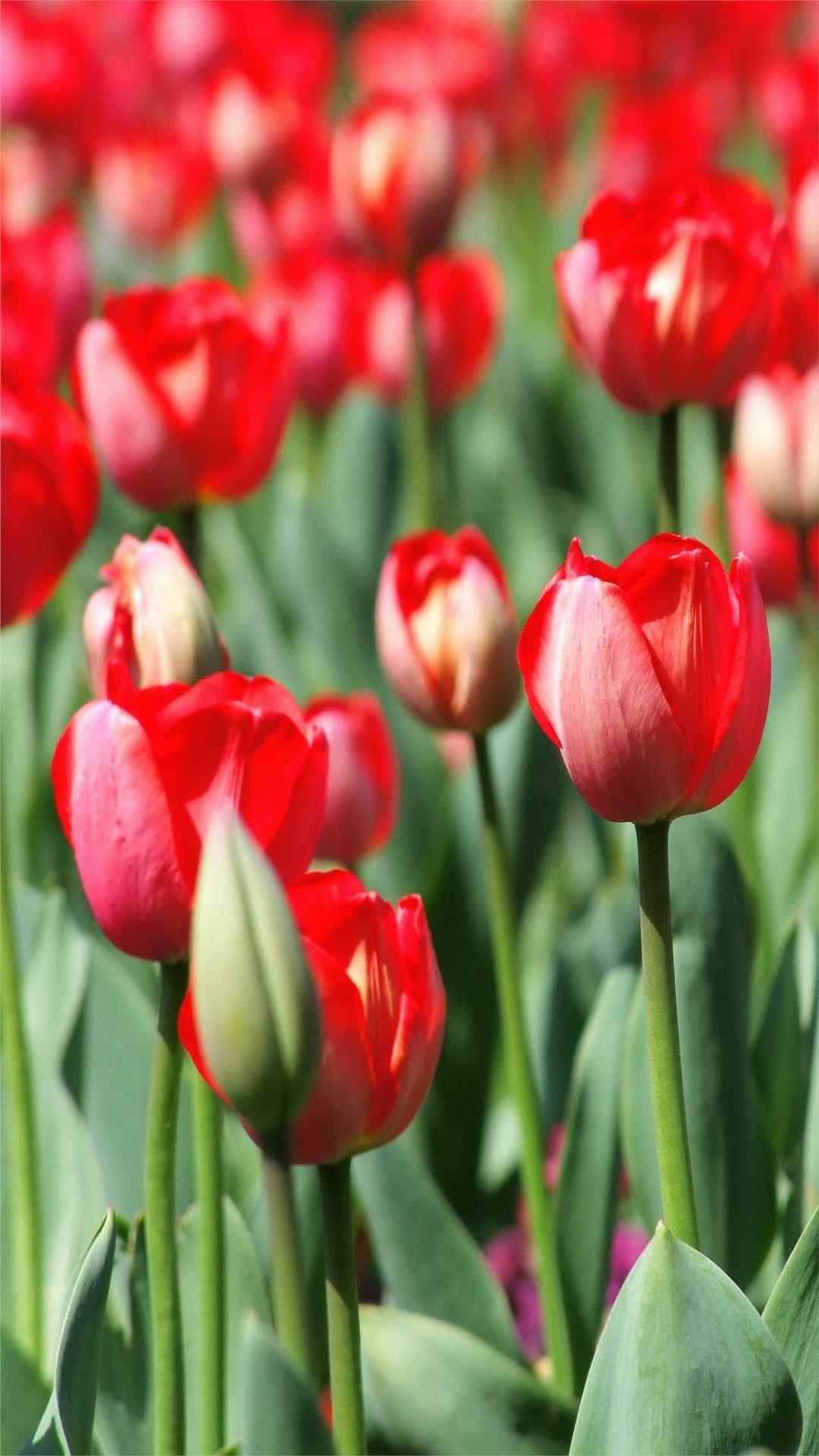 Tulip Flower iPhone Wallpaper