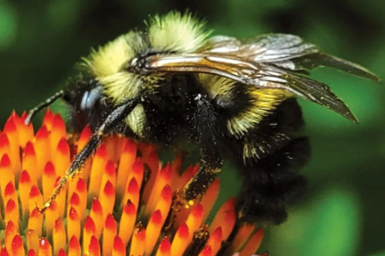 Exploring the Fascinating World of Lemon Cuckoo Bees A Rare Discovery