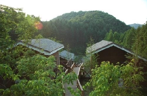 알고계십니까 산림욕장, 족욕체험, 오마카세 철판 코스요리 맛집, 메타세콰이어 숲 힐링 여행 가볼만한 곳 추천 대전 위치 어디 추천 다시보기